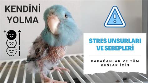 kuşlarda stres tedavisi